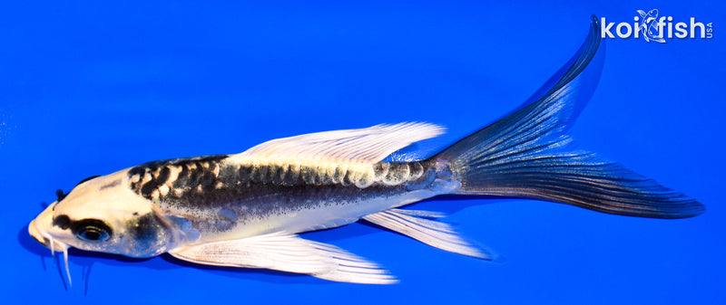 6" KIN KIKOKURYU BUTTERFLY