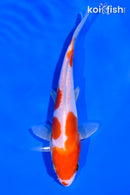 5.75" DOITSU LEATHER KOHAKU