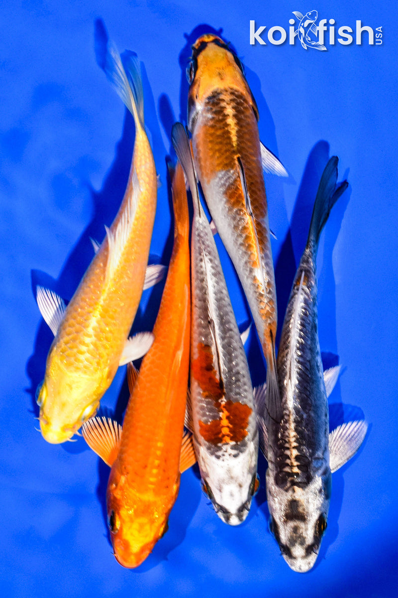 PACK OF (5) 4-5" STANDARD KOI