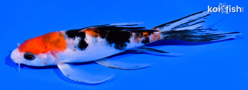 5.5" SANKE BUTTERFLY