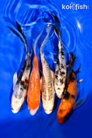 PACK OF (5) 4-5" BUTTERFLY KOI