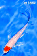 6" HARIWAKE BUTTERFLY