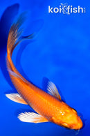 4.25" ORENJI OGON BUTTERFLY