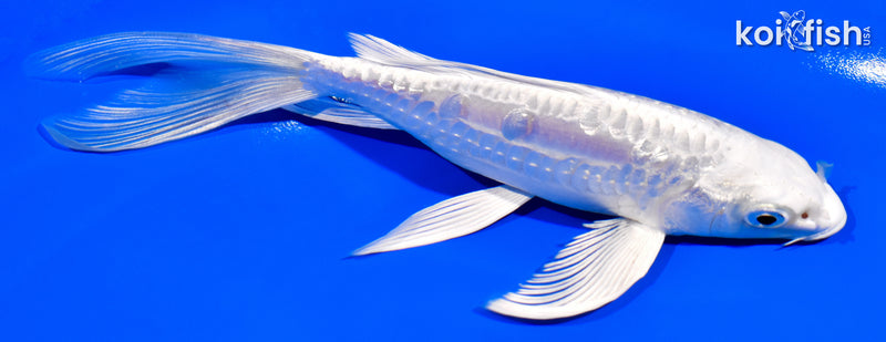 6.5" GINRIN DOITSU PLATINUM OGON BUTTERFLY