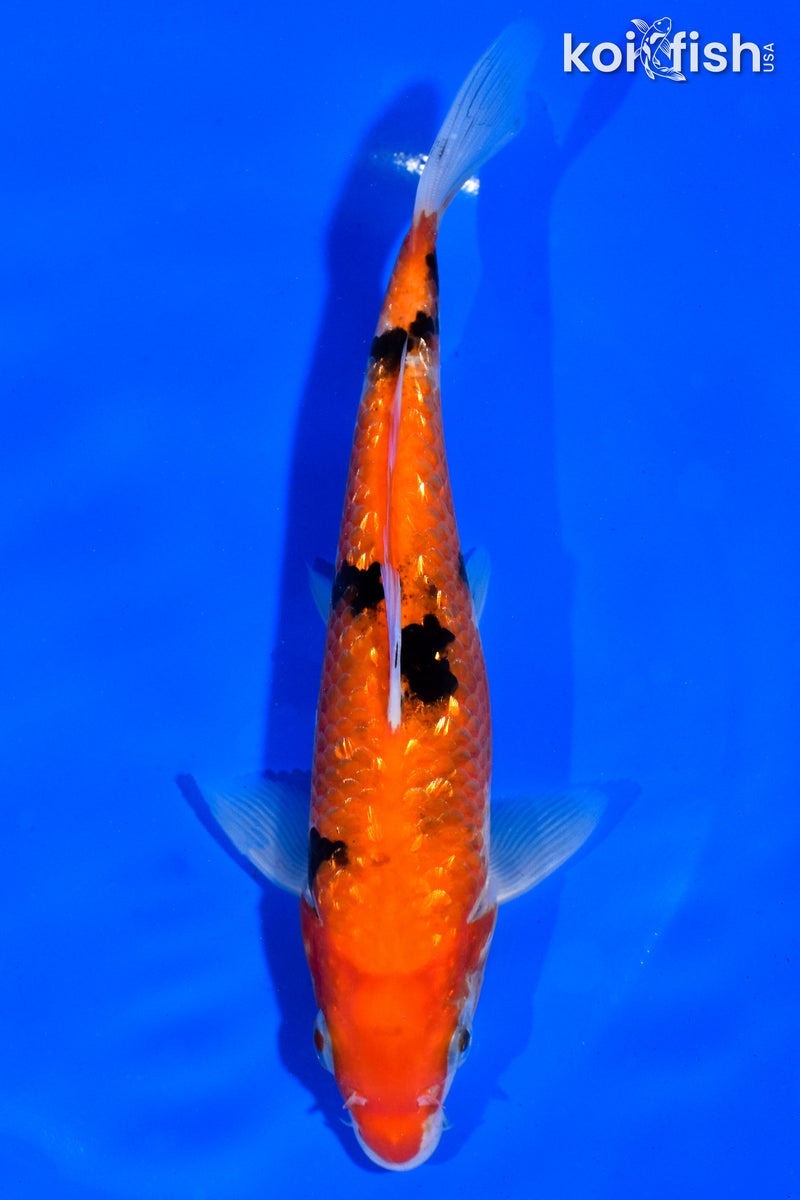 6.5" GINRIN AKA SANKE
