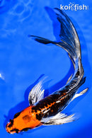 8" BENI KIKOKURYU BUTTERFLY