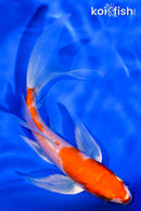 5.75" HARIWAKE BUTTERFLY