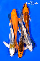 PACK OF (5) 5-6" BUTTERFLY KOI