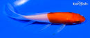 4.5" KOHAKU BUTTTERFLY