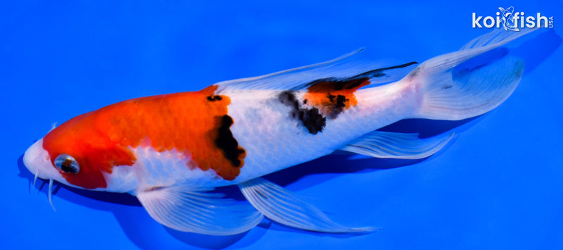 7.75" SANKE BUTTERFLY