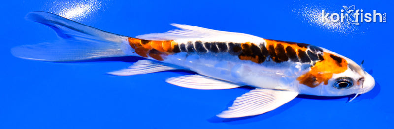 5.5" DOITSU KUJAKU BUTTERFLY