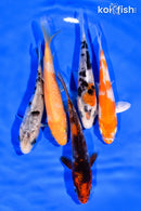 PACK OF (5) 3-4" STANDARD KOI
