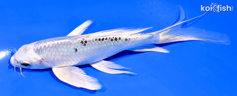 6.75" YAMATO NISHIKI BUTTERFLY