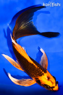 7.25" ORENJI MATSUBA BUTTERFLY