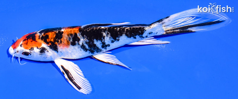 6" YAMATO NISHIKI BUTTERFLY