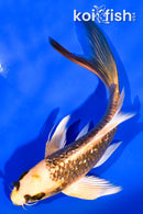 5.25" GINRIN ORENJI MATSUBA BUTTERFLY