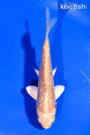 5" GINRIN YAMABUKI OGON