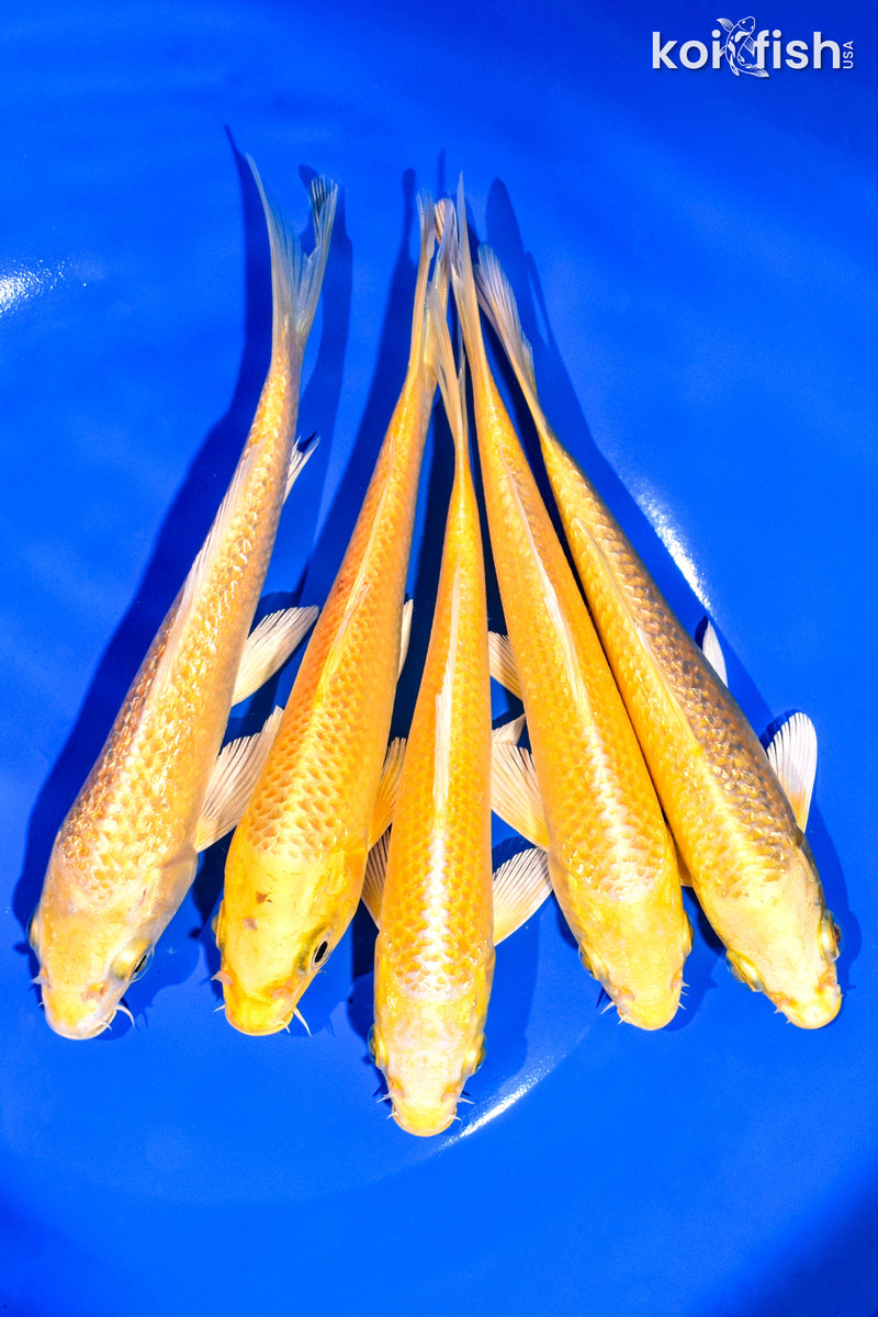 PACK OF (5) 5-6" STANDARD KOI