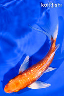 5.75" GINRIN HARIWAKE BUTTERFLY