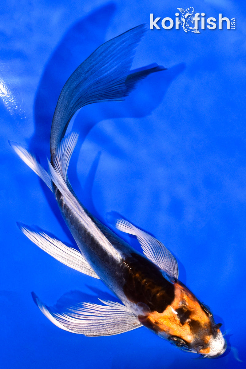 5.75" BENI KIKOKURYU BUTTERFLY