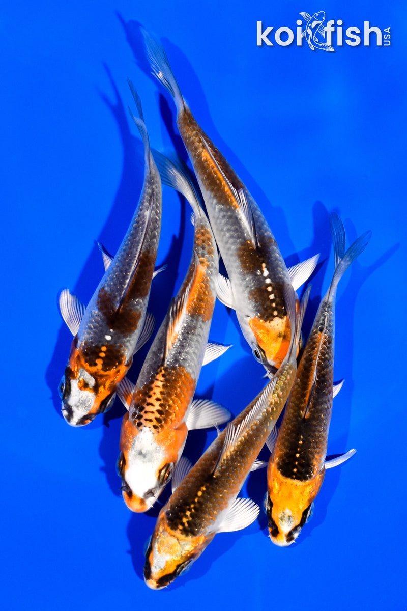 PACK OF (5) 3"- 4" KUJAKU KOI