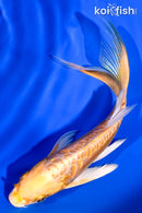 5.75" ARAGOKE YAMABUKI OGON BUTTERFLY