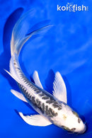 6" ARAGOKE KIKOKURYU BUTTERFLY