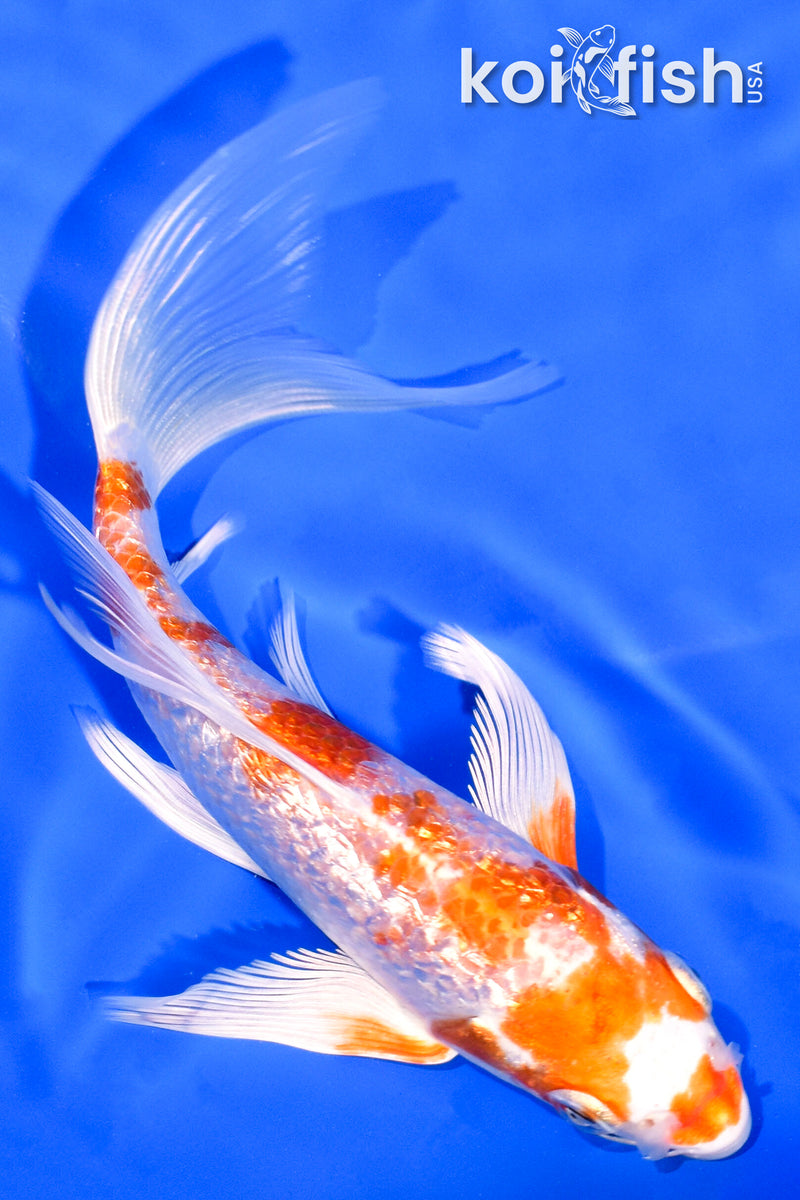 6" GINRIN HARIWAKE BUTTERFLY