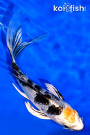 5.5" TANCHO YAMATO NISHIKI BUTTERFLY