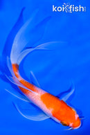 5.5" GINRIN KOHAKU BUTTERFLY