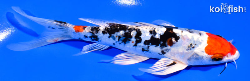 7" HEISEI NISHIKI BUTTERFLY