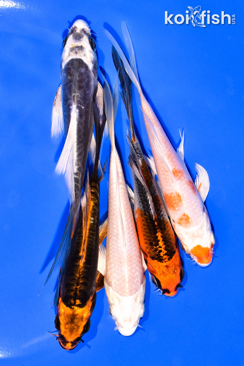 PACK OF (5) 5-6" BUTTERFLY KOI