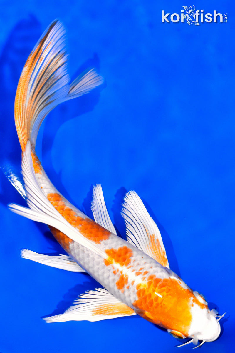 7.75" HARIWAKE BUTTERFLY