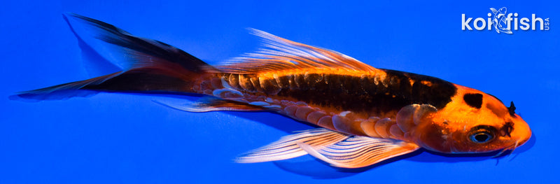 5" ARAGOKE BENI KIKOKURYU BUTTERFLY
