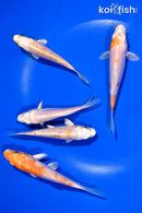 PACK OF (5) 4-4.5" STANDARD KOI