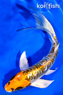 6.5" ARAGOKE BENI KIKOKURYU BUTTERFLY