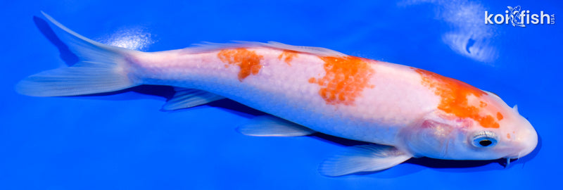 7.5" KOHAKU