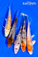 PACK OF (5) 3-4" MIXED GINRIN STANDARD KOI