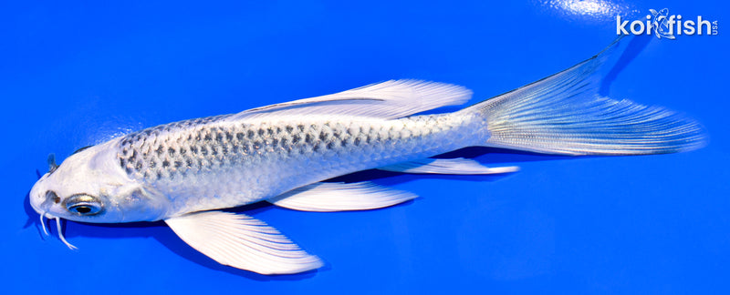 6" GIN MATSUBA BUTTERFLY