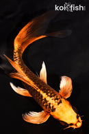 6.75" ARAGOKE  BENI KIKOKURYU