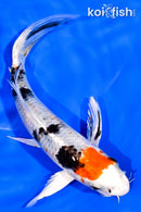 6.5" YAMATO NISHIKI BUTTERFLY