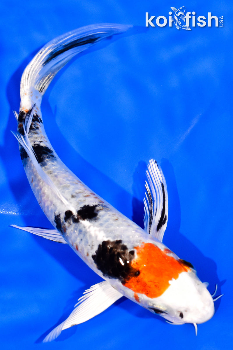 6.5" YAMATO NISHIKI BUTTERFLY