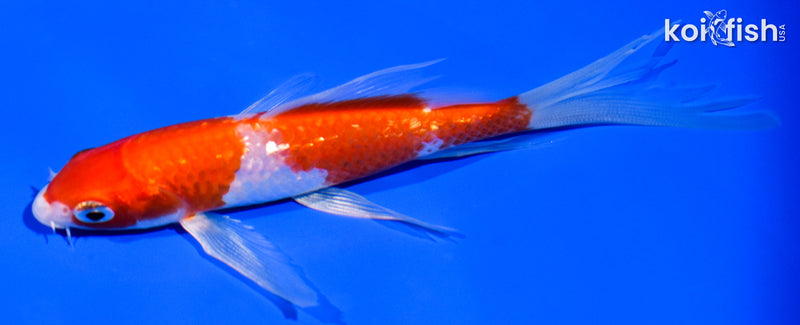 5.25" GINRIN KOHAKU BUTTERFLY