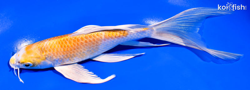 7.75" HARIWAKE BUTTERFLY