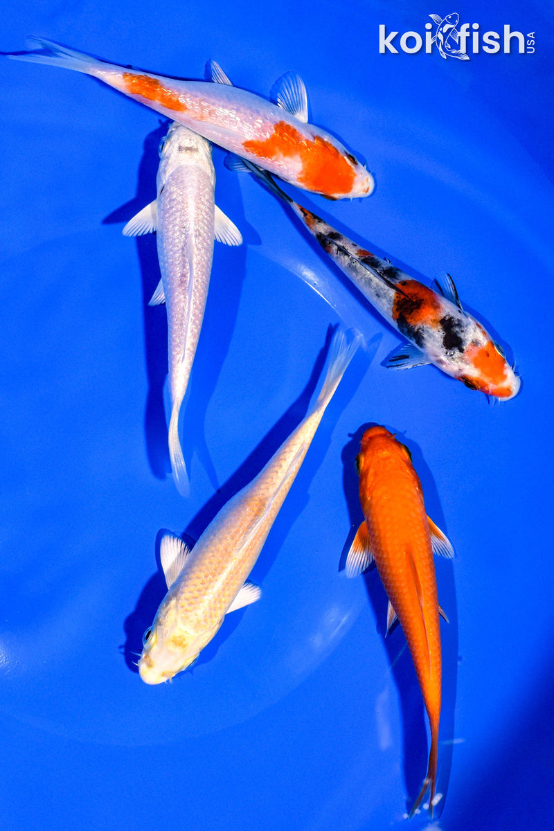 PACK OF (5) 4-5" STANDARD KOI