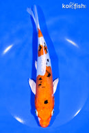 8.25" HEISEI NISHIKI