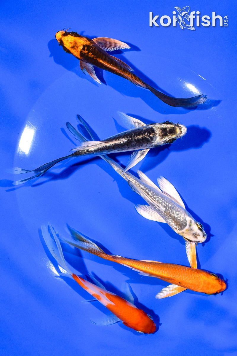 PACK OF (5) 4-5" BUTTERFLY KOI