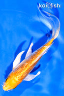 6" GINRIN HARIWAKE BUTTERFLY