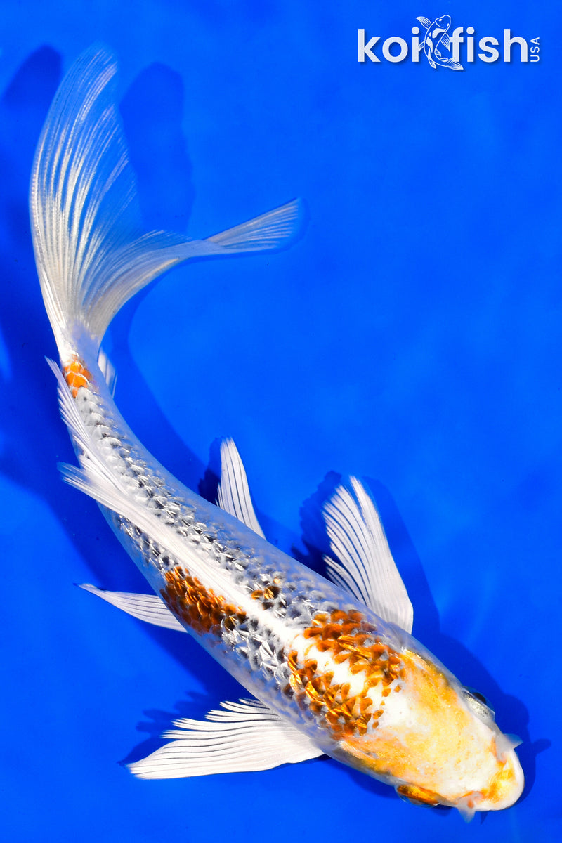 6.75" GINRIN KUJAKU BUTTERFLY