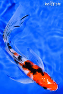 7.5" SANKE BUTTERFLY